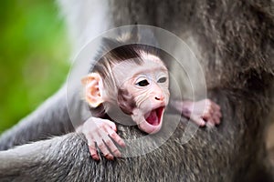 Sbadigliando un bambino scimmie 