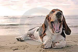 Yawning basset hound