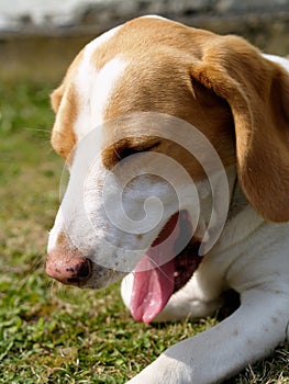 Yawning beagle