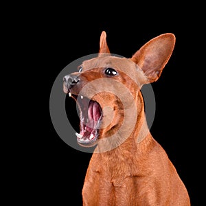 Yawning beautiful red dog