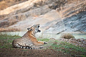 Yawning Bengal tiger lying lazy on the shore of a river - national park ranthambhore in india photo