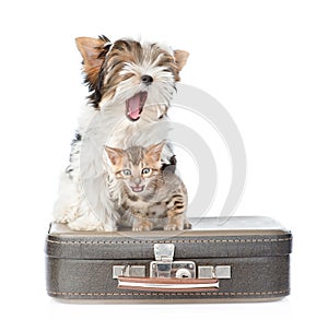 Yawning Biewer-Yorkshire terrier dog and bengal cat sitting on a bag. isolated on white