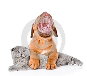 Yawning Bordeaux puppy dog embracing gray cat. isolated on white