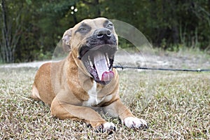 Yawning boxer puppy dog with tongue sticking out