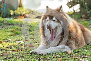 A yawning brown Alaskan malamute dog