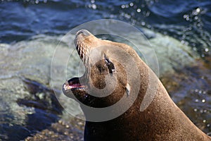 Yawning California Sea Lion