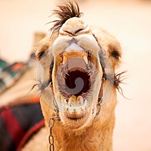 Yawning Camel