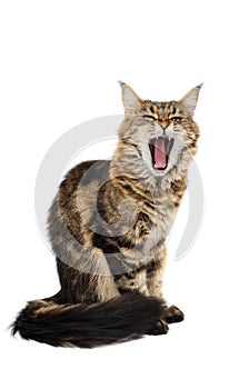 Yawning cat