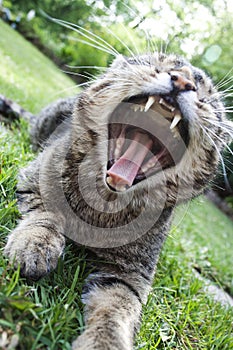 Yawning Cat