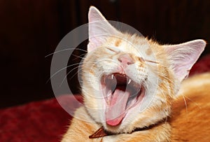 Yawning cat