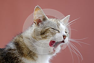 Yawning cat.