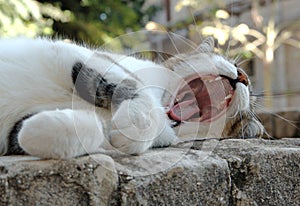 Yawning cat