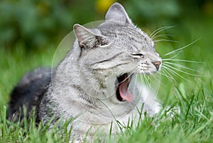 Yawning cat