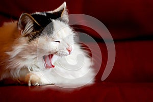 Yawning cat