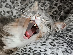 Yawning Cat amber light