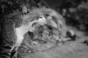 Yawning cat black and white isolated