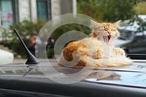 Yawning cat on the car