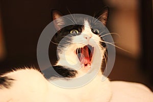 Yawning cat, cat screaming