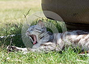 Yawning cat close up in blur background on a shadow, sleepy cat, grey big cat, funny cat in domestic background, siesta time