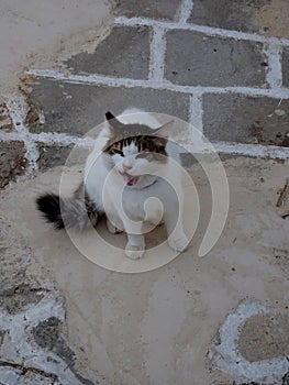 Yawning cat in the early morning, Folegandros