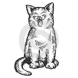 Yawning cat engraving vector illustration
