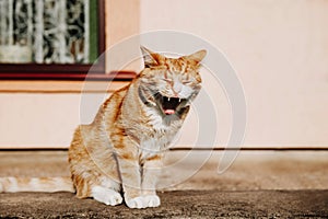 Yawning cat in front of the house