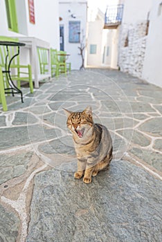 Yawning cat, Greece