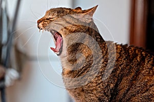 Yawning Cat photo