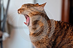 Yawning Cat