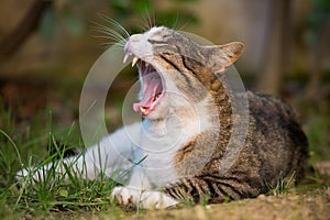 Yawning cat portrait, Italy
