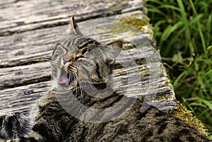 Yawning Cat