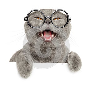 Yawning cat of the Scottish fold breed