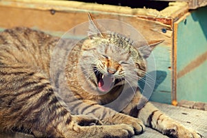 Yawning cat