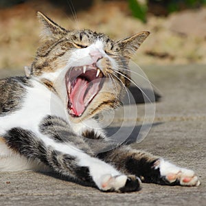 Yawning cat teeth