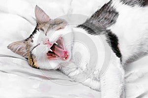 Yawning cat with white fangs lies on the bed