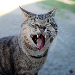 Yawning cat