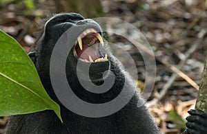 Yawning Celebes crested macaque Macaca nigra Tangkoko National Park in North Sulawesi, Indonesia