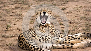 Yawning cheetah