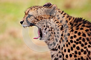 Yawning Cheetah