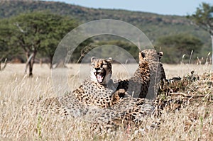 Yawning Cheetah