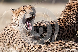 Yawning Cheetah