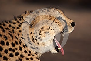 Yawning cheetah