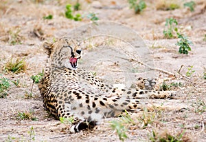 Yawning cheetah