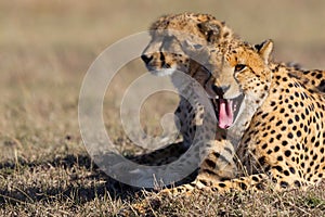 Yawning Cheetah In Early Morning Sun, Masai Mara, Kenya