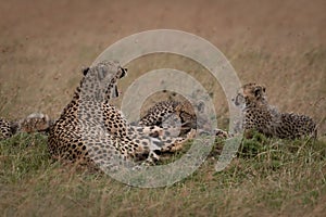 Yawning cheetah lying with cubs in grass