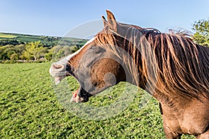 Yawning Chestnut Arab Horse