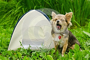 Yawning chihuahua dog sitting near camping tent