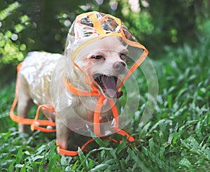 Yawning chihuahua dog wearing rain coat hood standing on green grass in the garden