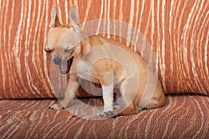 Yawning Chihuahua puppy sitting on sofa, 4 months old female