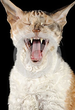 Yawning Cornish Rex Cat photo